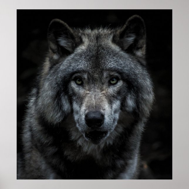 SCHWARZE UND BROWN-WOLF-MALERIE POSTER (Vorne)