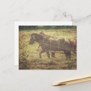 Schwarze und Füchse Amish-Pferde beim Heumähen Postkarte