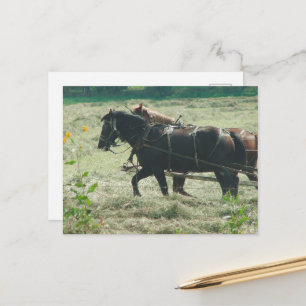 Schwarze und Füchse Amish-Pferde mähen Heu Kalona Postkarte