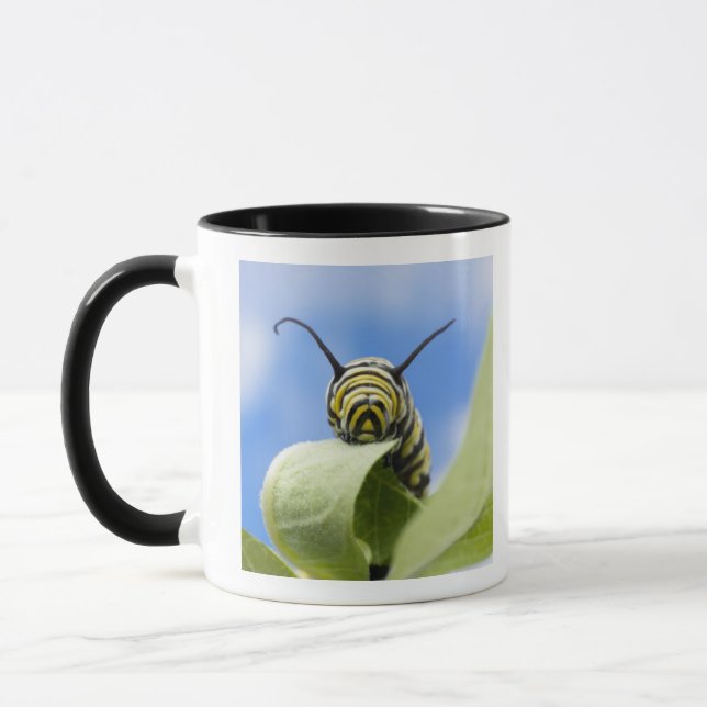 Schwarze und gelbe Raupe Tasse (Links)