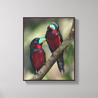 Schwarze und rote Broadbills