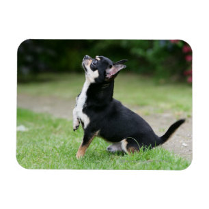Schwarze und SahneChihuahua Magnet