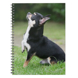 Schwarze und SahneChihuahua Notizblock