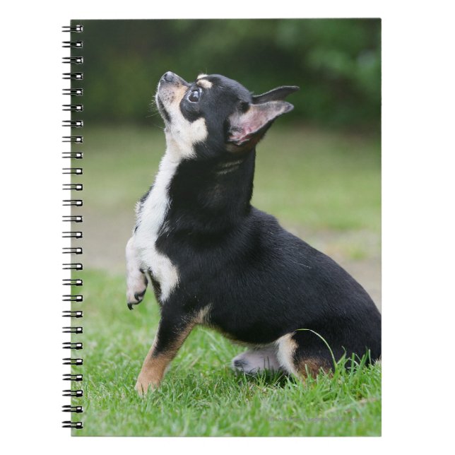 Schwarze und SahneChihuahua Notizblock (Vorderseite)