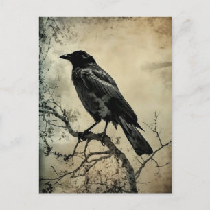 Schwarze und Sepia-Gotische Krähe Postkarte