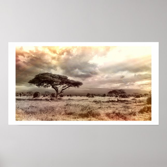 Schwarze und weiße Akazien auf der afrikanischen S Poster (Vorne)