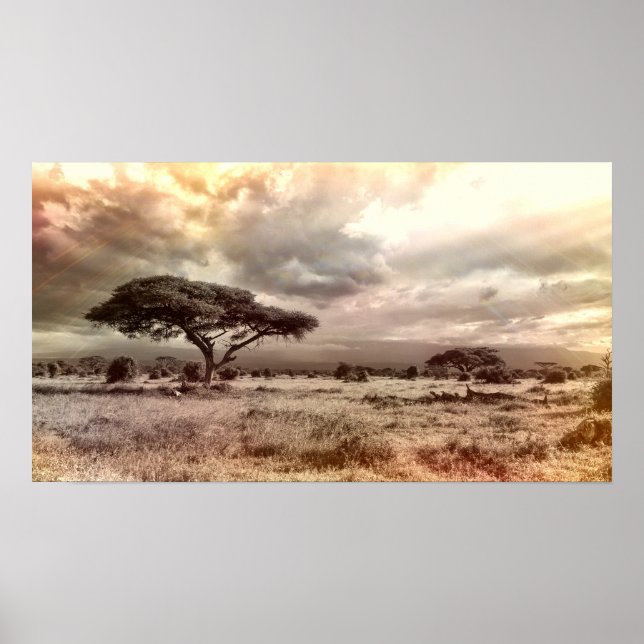 Schwarze und weiße Akazien auf der afrikanischen S Poster (Vorne)