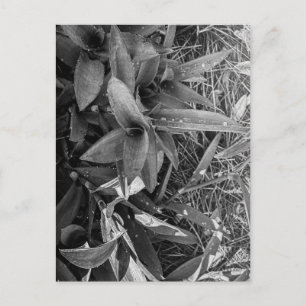 Schwarze und weiße Blätter mit Wassertropfen Postkarte