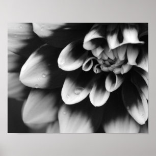 Schwarze und Weiße Dahlienblüte Poster