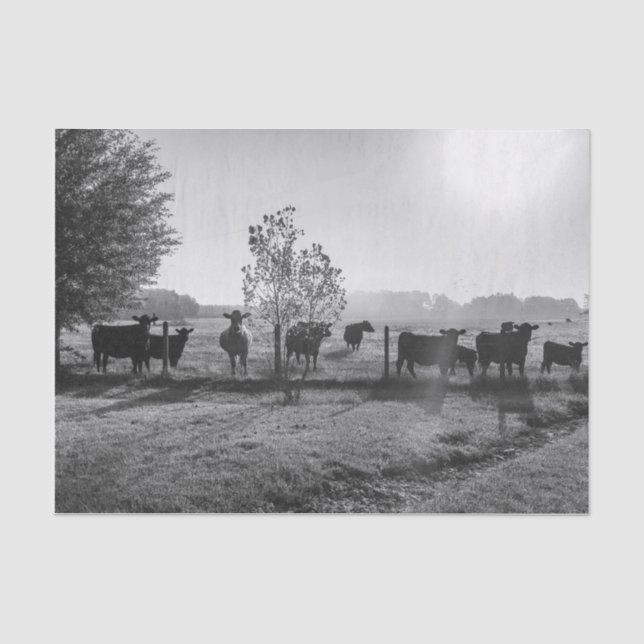 Schwarze und weiße Felskühe Fotodekoupage Seidenpapier (Vorderseite)