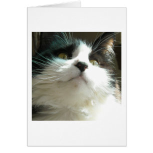 Schwarze und weiße Katze