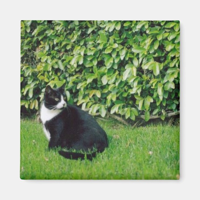 Schwarze und weiße Katze Magnet (Vorne)