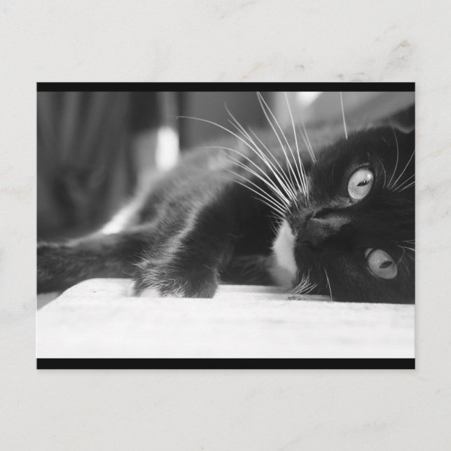 Schwarze und weiße Katze Postkarte (Vorderseite)