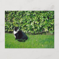 Schwarze und weiße Katze