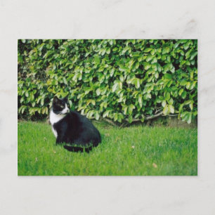 Schwarze und weiße Katze Postkarte