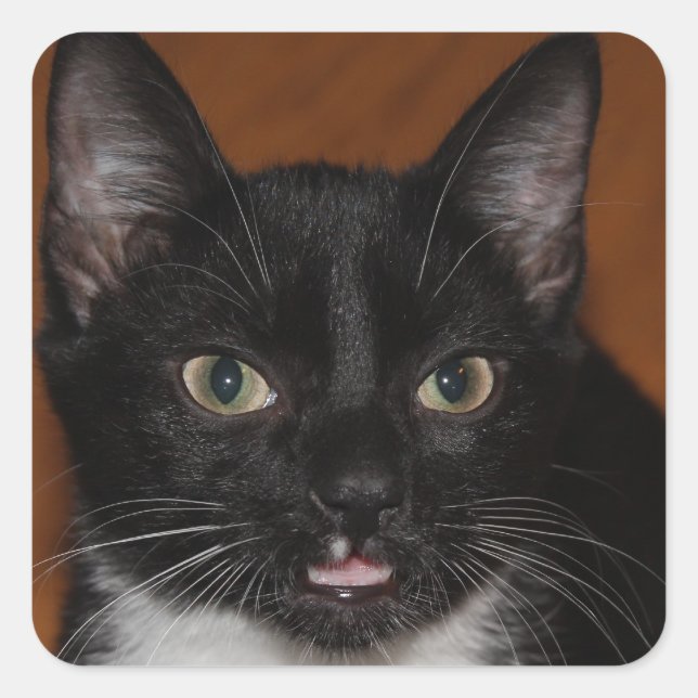 SCHWARZE UND WEISSE KATZE QUADRATISCHER AUFKLEBER (Vorderseite)