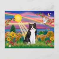 Schwarze und weiße Katze - Sonne im Herbst