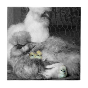 Schwarze und weiße Silkie-Hühner mit gelben Hüh Fliese