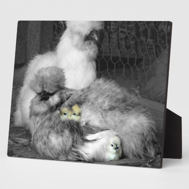 Schwarze und weiße Silkie-Hühner mit gelben Hühner Fotoplatte (Seite)