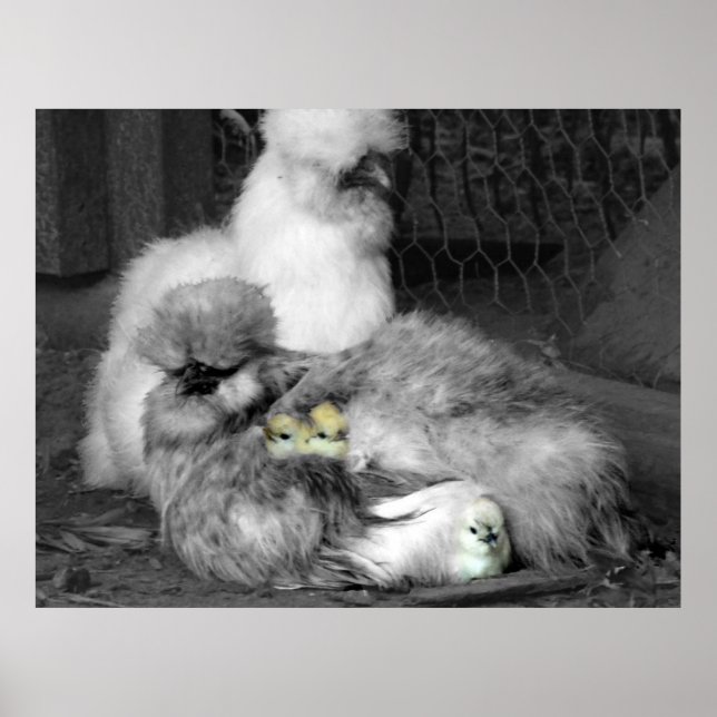 Schwarze und weiße Silkie-Hühner mit gelben Hühner Poster (Vorne)