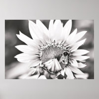 Schwarze und weiße Sonnenblumen und Bienen