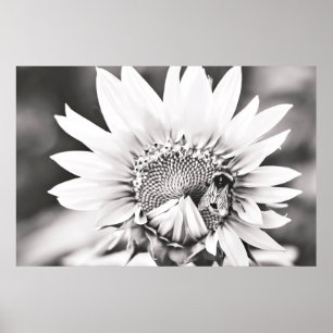Schwarze und weiße Sonnenblumen und Bienen Poster