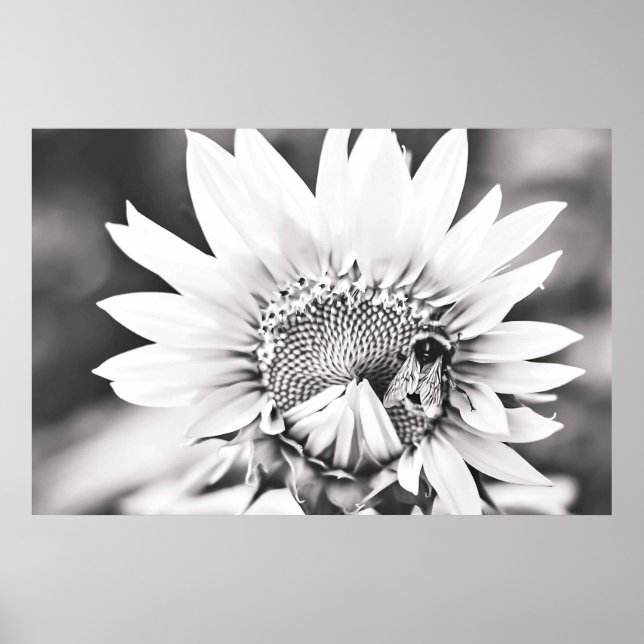 Schwarze und weiße Sonnenblumen und Bienen Poster (Vorne)