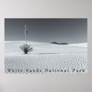 Schwarze und weiße Wüstensanddünen mit Yucca Poster