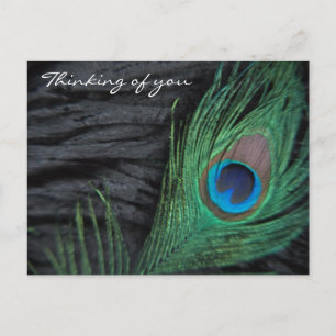 Schwarze Velvet Peacock Feather Still Life Fotogra Postkarte