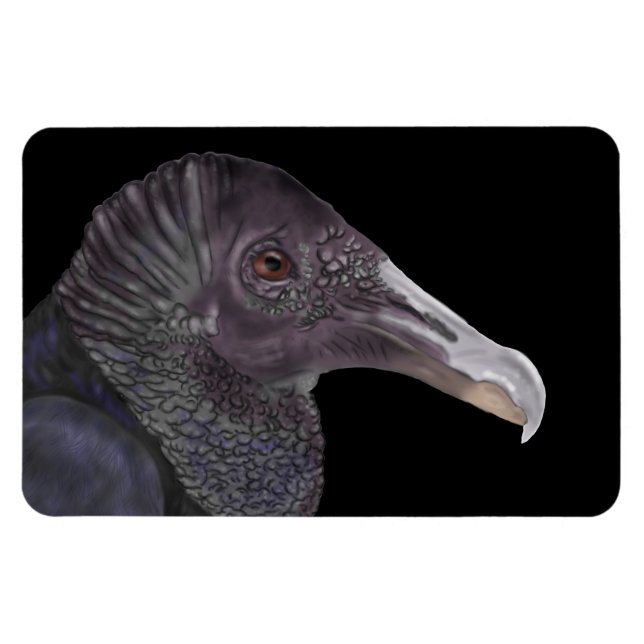 Schwarze Vulture-Illustration Magnet (Horizontal)