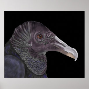 Schwarze Vulture-Illustration Poster