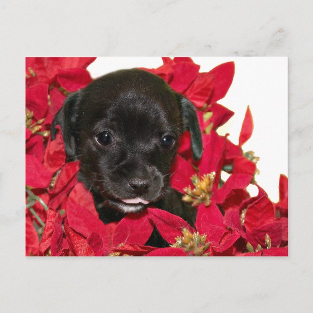 Schwarze Welpen Weihnachten (Vorderseite)