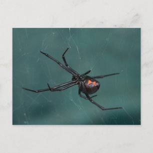Schwarze Witwe-Spinne Postkarte