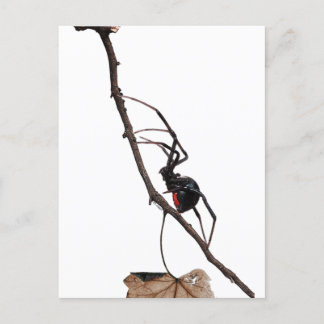 Schwarze Witwenspinne, Gotik, Natur, Arachnophobie Postkarte