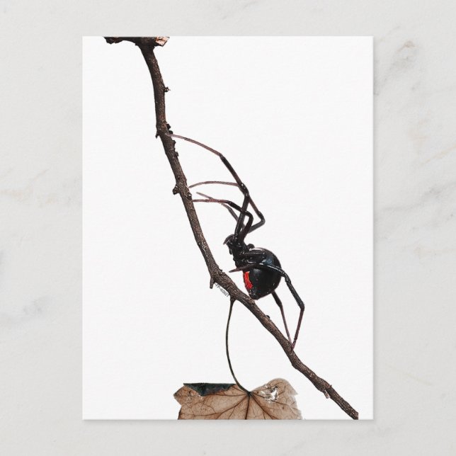 Schwarze Witwenspinne, Gotik, Natur, Arachnophobie Postkarte (Vorderseite)