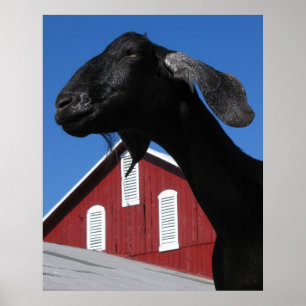 Schwarze Ziege und rote Scheune Poster