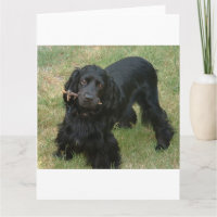 schwarzenglische Cocker spaniel full 2