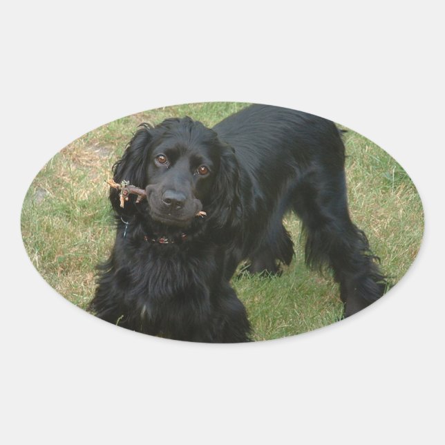schwarzenglische Cocker spaniel full 2 Ovaler Aufkleber (Vorderseite)