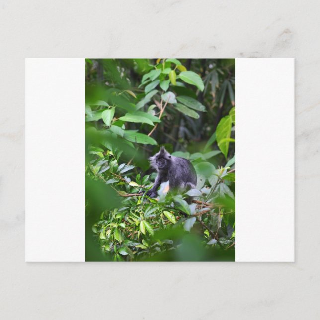 Schwarzer Affe in Baum Sumatra Indonesien Postkarte (Vorderseite)
