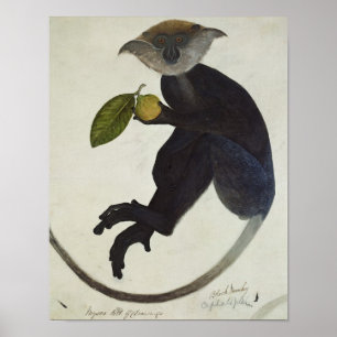 Schwarzer Affe Poster