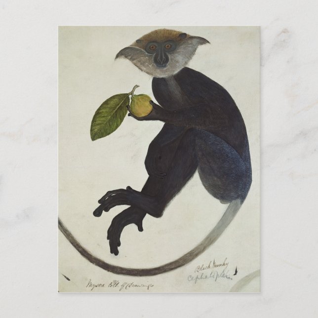 Schwarzer Affe Postkarte (Vorderseite)