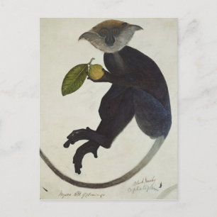 Schwarzer Affe Postkarte