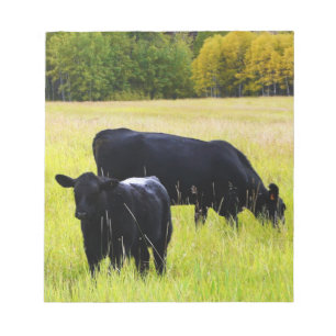 Schwarzer Angus Rind Weiden in Gelbgrasfeld Notizblock