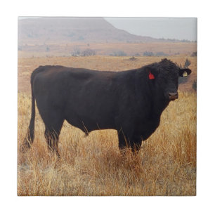 Schwarzer Angus Steer Grazing mit Herde Fliese