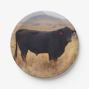 Schwarzer Angus Steer Grazing mit Herde Pappteller