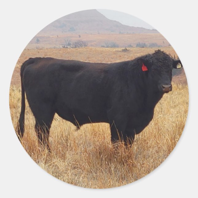Schwarzer Angus Steer Grazing mit Herde Runder Aufkleber (Vorderseite)