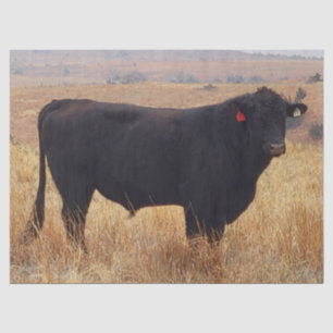 Schwarzer Angus Steer Grazing mit Herde Seidenpapier