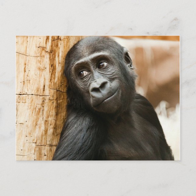 Schwarzer Baby-Affe Postkarte (Vorderseite)