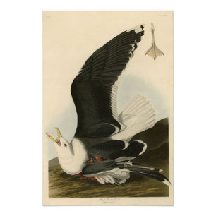 Schwarzer Backed 	Gullfrom Audubon's Birds of Amer Fotodruck
