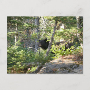 Schwarzer Bär bei Grand Teton Postkarte